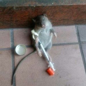 Meet your Posher, Donovan